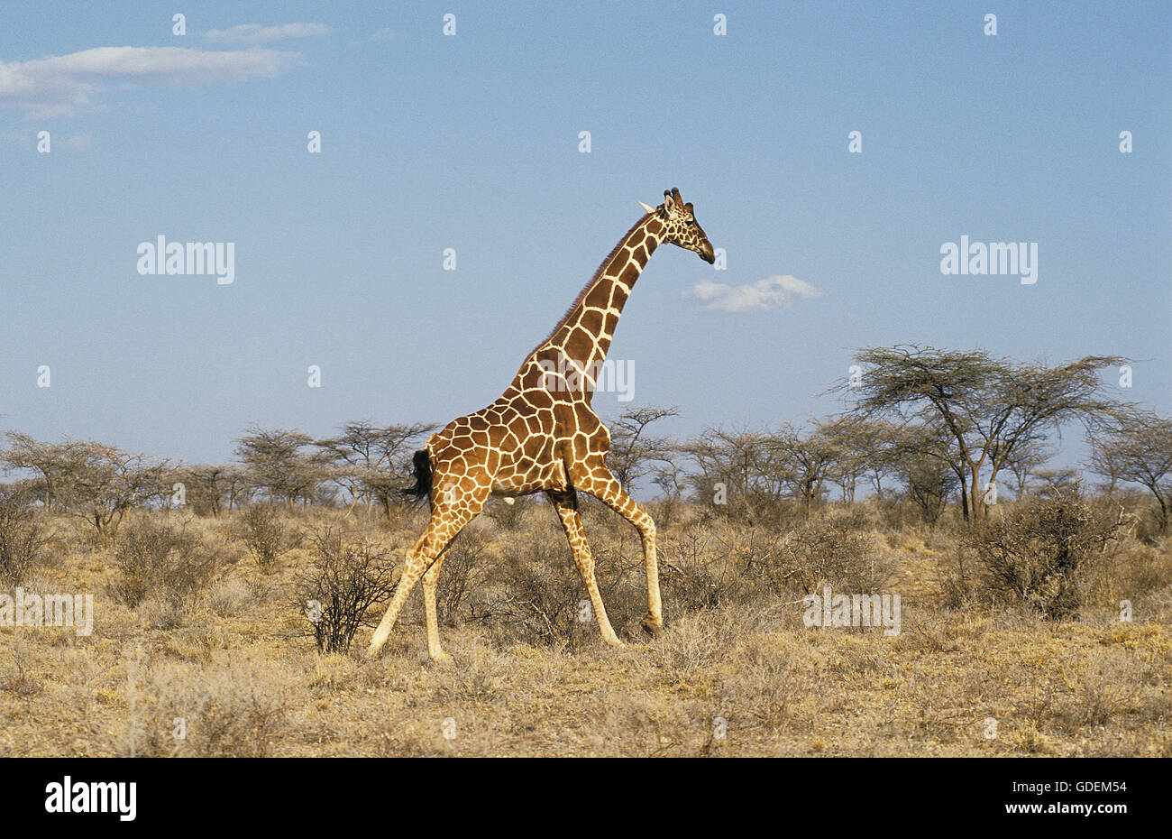 Reticulated Giraffe, giraffa camelopardalis reticulata, Adult running through Savannah, Samburu Park in Kenya Stock Photo