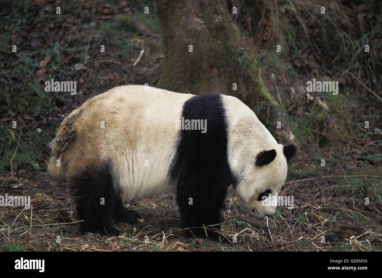 Giant Panda, ailuropoda melanoleuca, Adult, Wolong Reserve in China Stock Photo