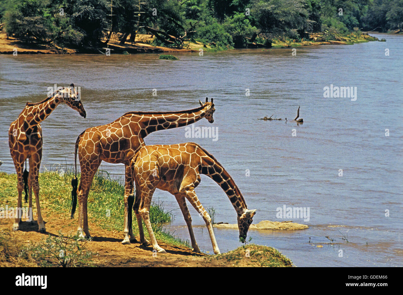 Reticulated Giraffe, giraffa camelopardalis reticulata, Group drinking at River, Samburu Park in Kenya Stock Photo
