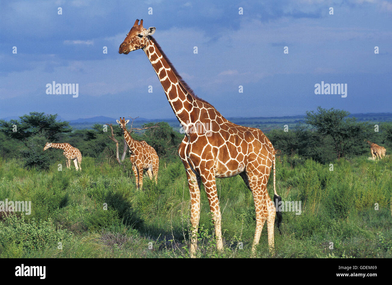 Reticulated Giraffe, giraffa camelopardalis reticulata, Group in Bush, Samburu Park in Kenya Stock Photo