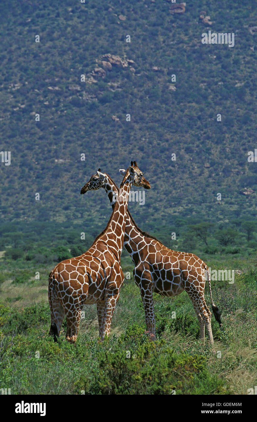Reticulated Giraffe, giraffa camelopardalis reticulata,  Samburu Park in Kenya Stock Photo