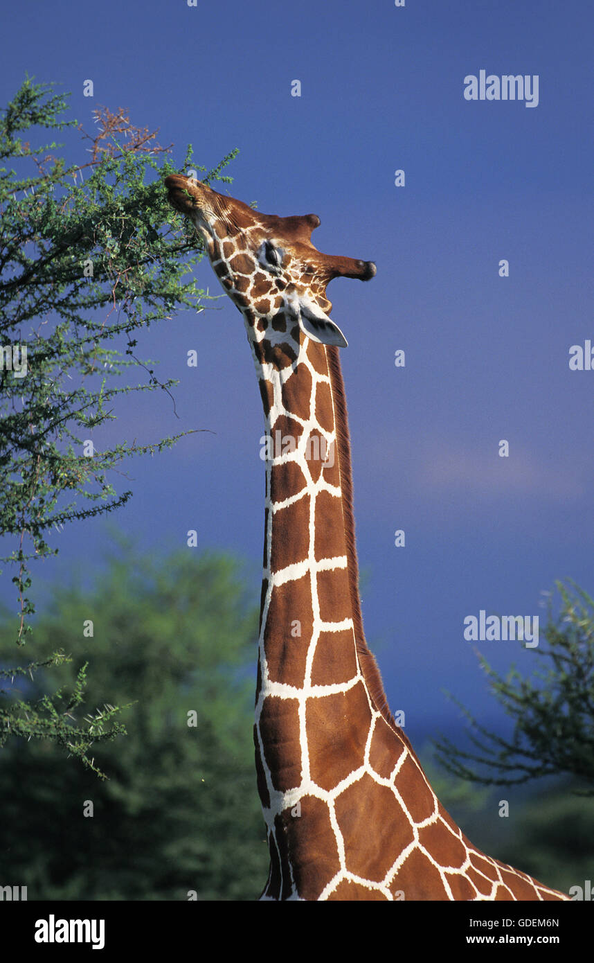 Reticulated Giraffe, giraffa camelopardalis reticulata, Adult eating Acacia's Leaves, Samburu Park in Kenya Stock Photo