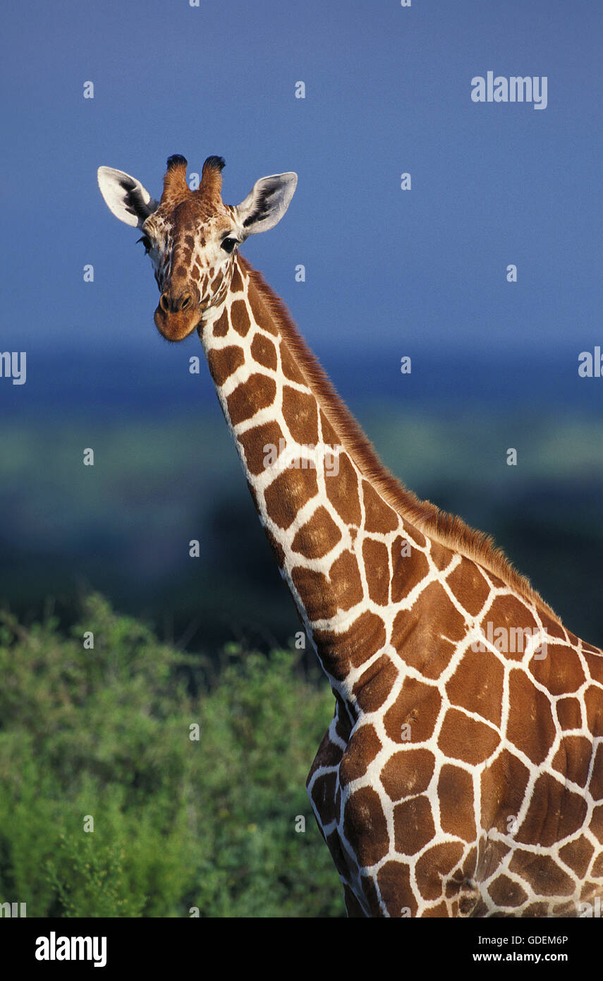 Reticulated Giraffe, giraffa camelopardalis reticulata, Portrait of Adult, Samburu Park in Kenya Stock Photo