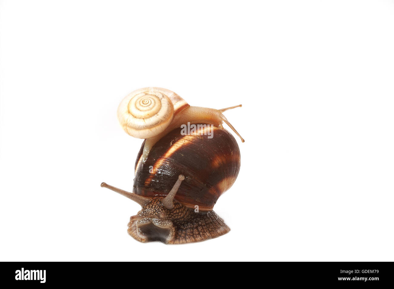 two garden snails and a small snail,representing a family Stock Photo