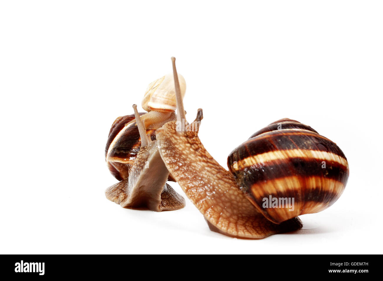 two cute snails kissing Stock Photo