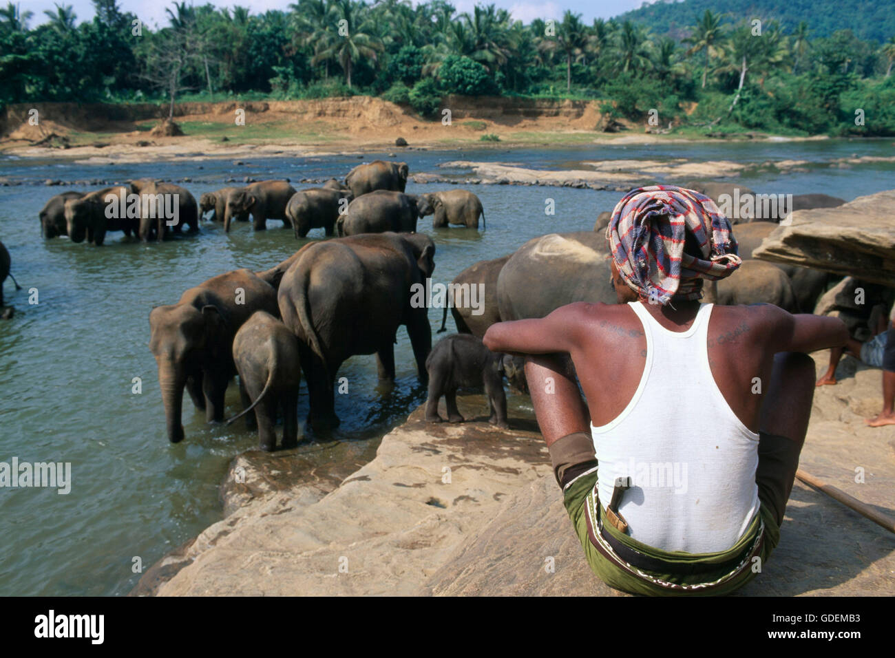 Elephants, Maha Oya River, Pinnawela, Sri Lanka Stock Photo