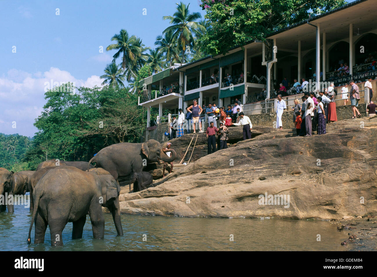 Elephants, Maha Oya River, Pinnawela, Sri Lanka Stock Photo