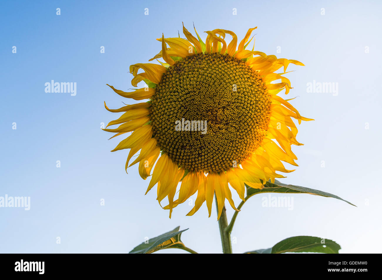 Sunflower in the sunflower field Stock Photo - Alamy
