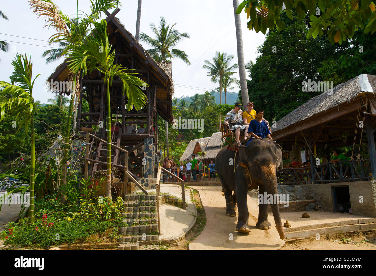 Elephant riding, Ko Samui Island, Thailand Stock Photo Alamy