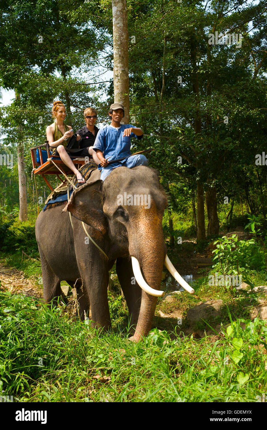 Elephant riding, Ko Samui Island, Thailand Stock Photo Alamy