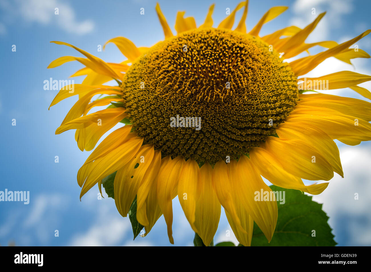 Sunflower in the sunflower field Stock Photo