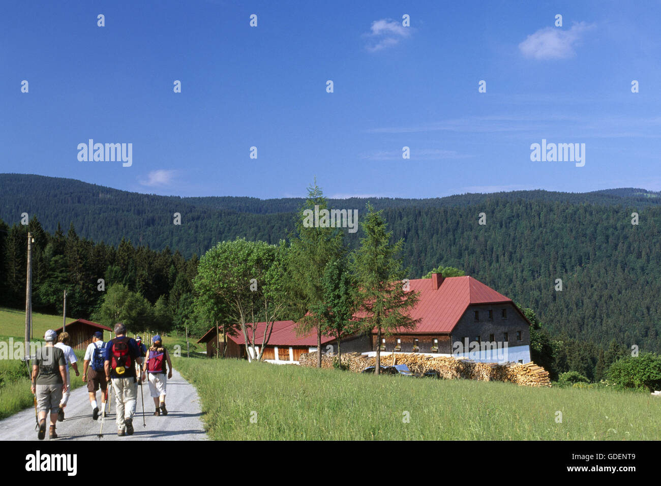 Hiking, Bayerischer Wald, Bayern, Deutschland Stock Photo