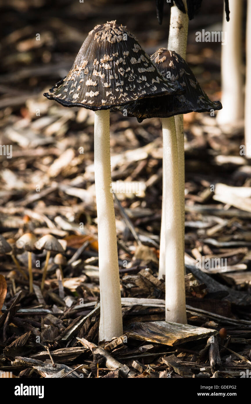 Magpie Fungus Coprinopsis Picacea High Resolution Stock Photography and ...