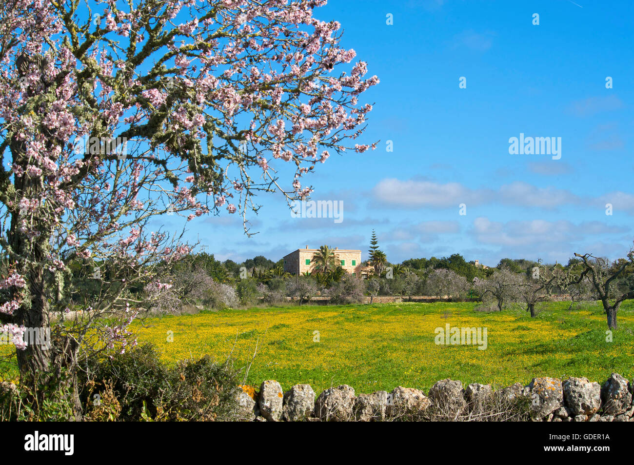 Almond blossom and Finca near Santanyi, Majorca, Balearic Islands, Spain Stock Photo