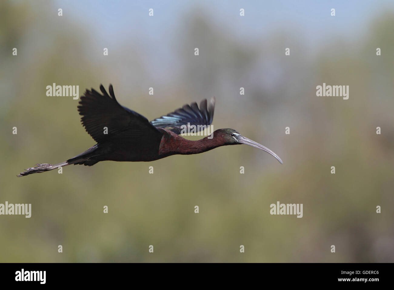 Glossy Ibis, Coto Donana, Andalusia, Spain / (Plegadis falcinellus) Stock Photo