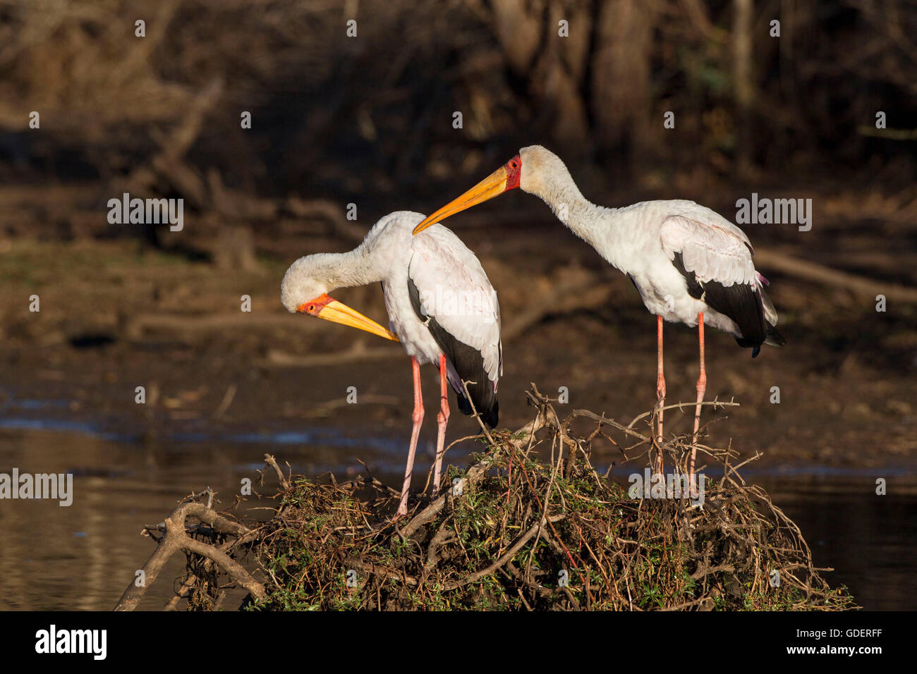 Yellow-billed Storks, Kruger national park, South Africa / (Mycteria ibis) Stock Photo