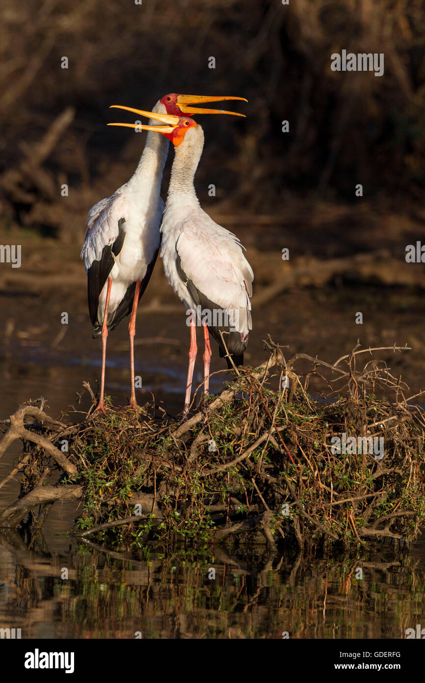 Yellow-billed Storks, Kruger national park, South Africa / (Mycteria ibis) Stock Photo
