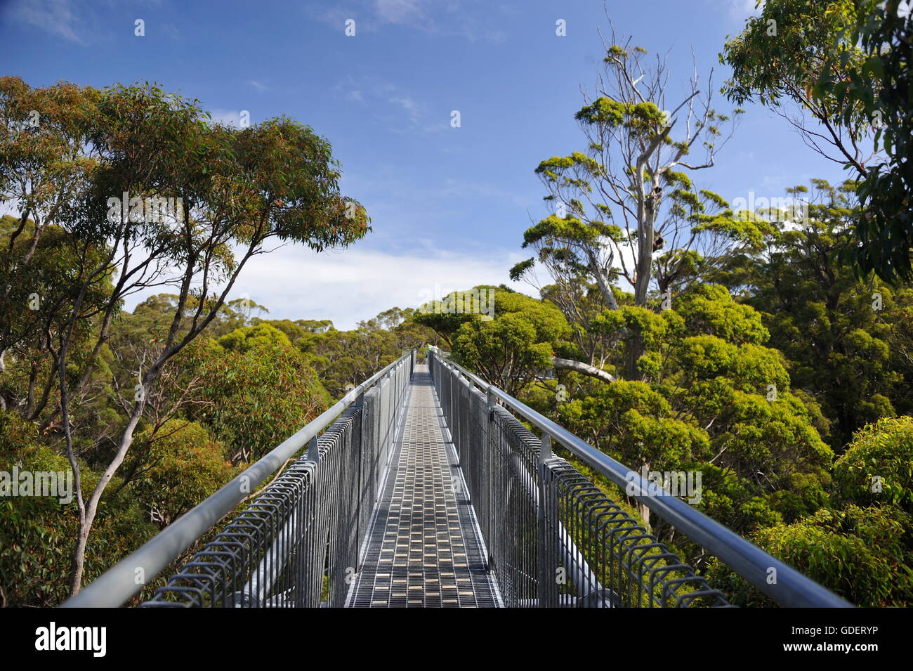 Tree Top Walk, Tingletrees Walpole Nornalup national park, Western