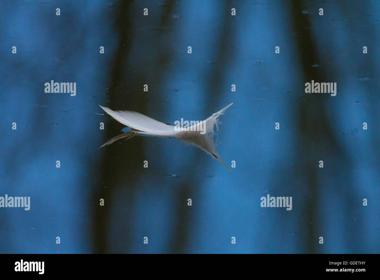 white feather floating on water Stock Photo Alamy