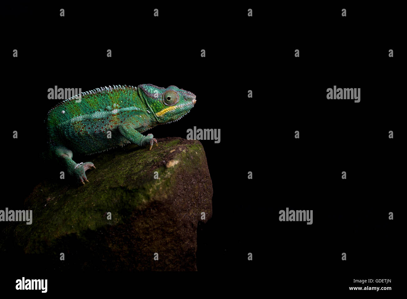 chameleon sat on stone Stock Photo
