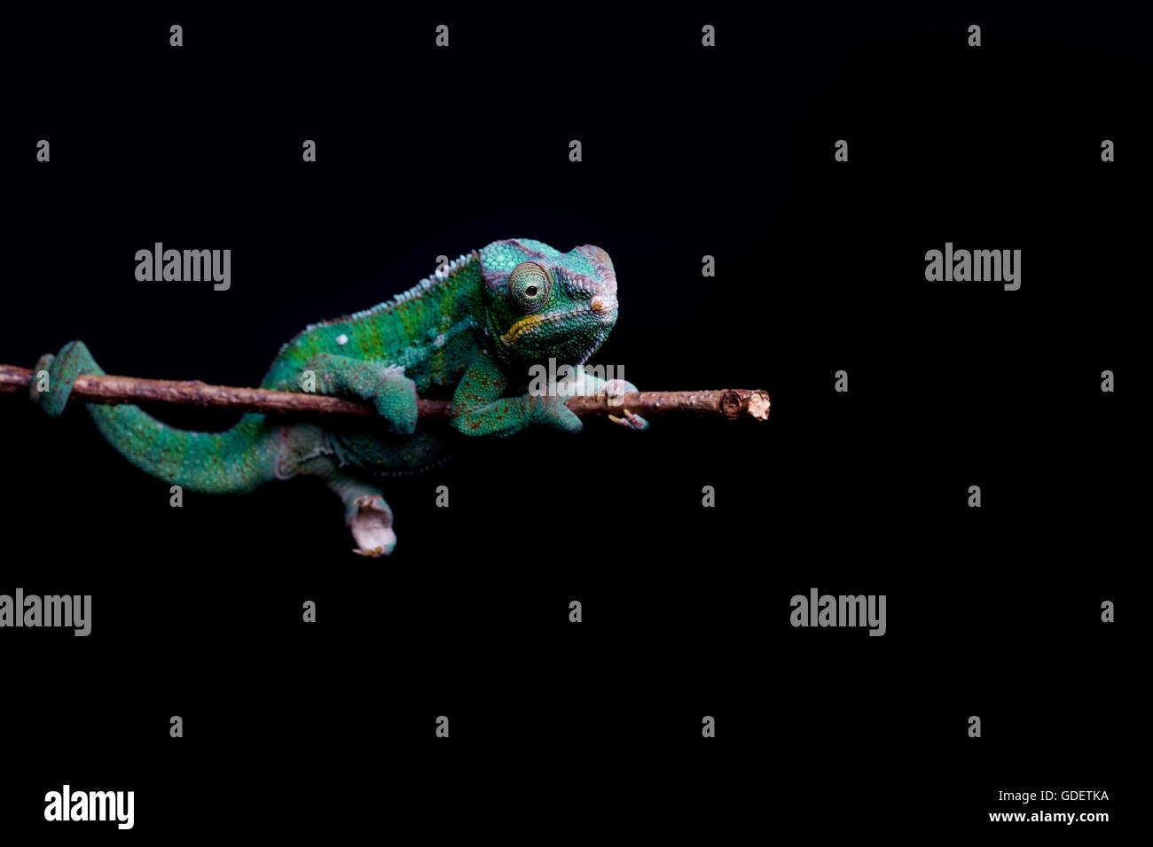 chameleon on branch on black background Stock Photo