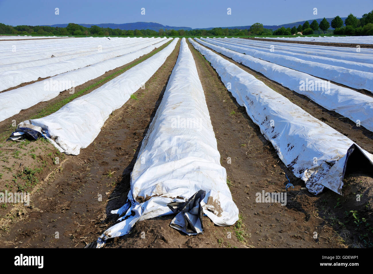 Asparagus fields hires stock photography and images Alamy