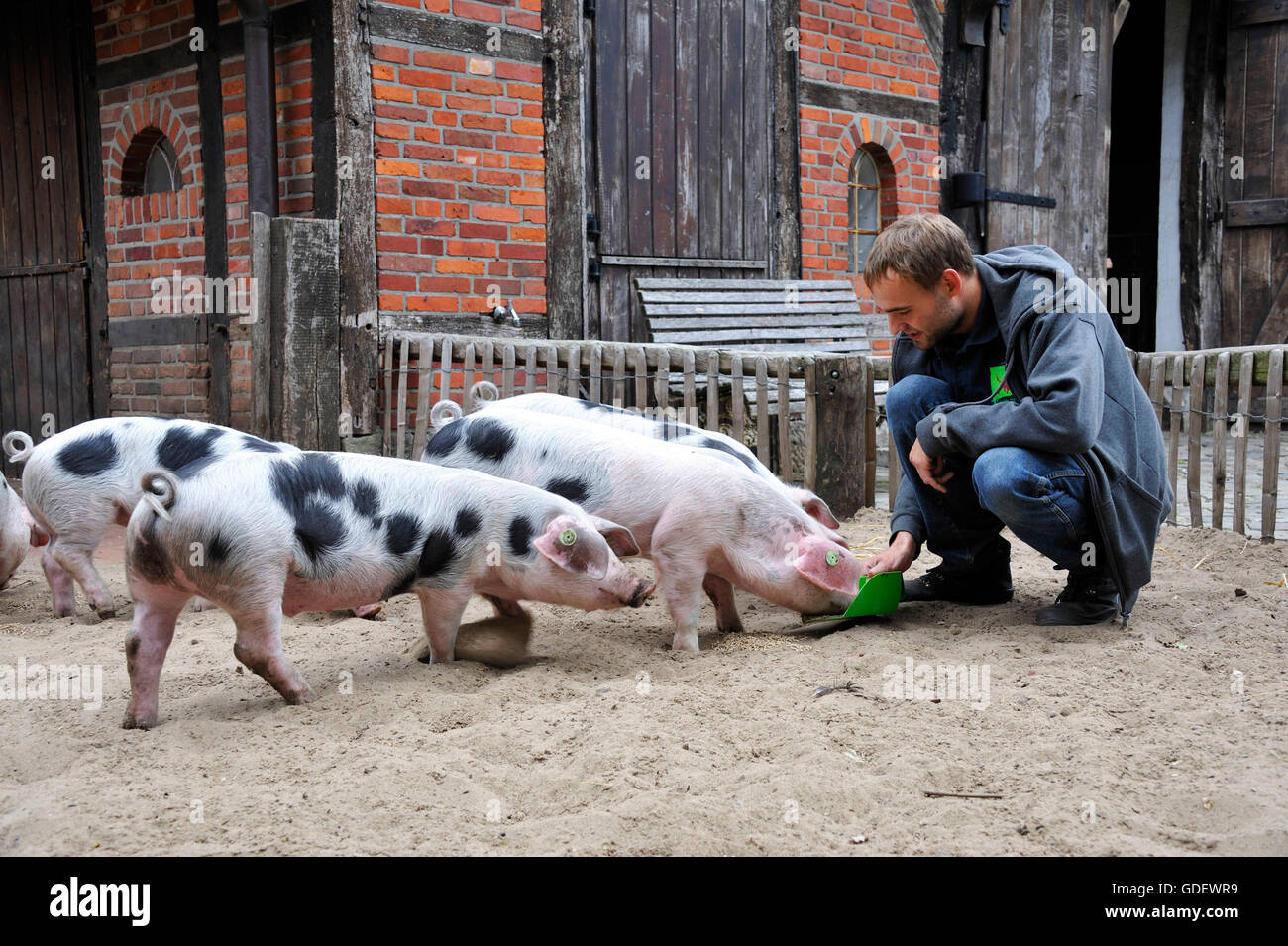 Bentheimer pigs, animal park Nordhorn, Nordhorn, Lower Saxony, Germany Stock Photo
