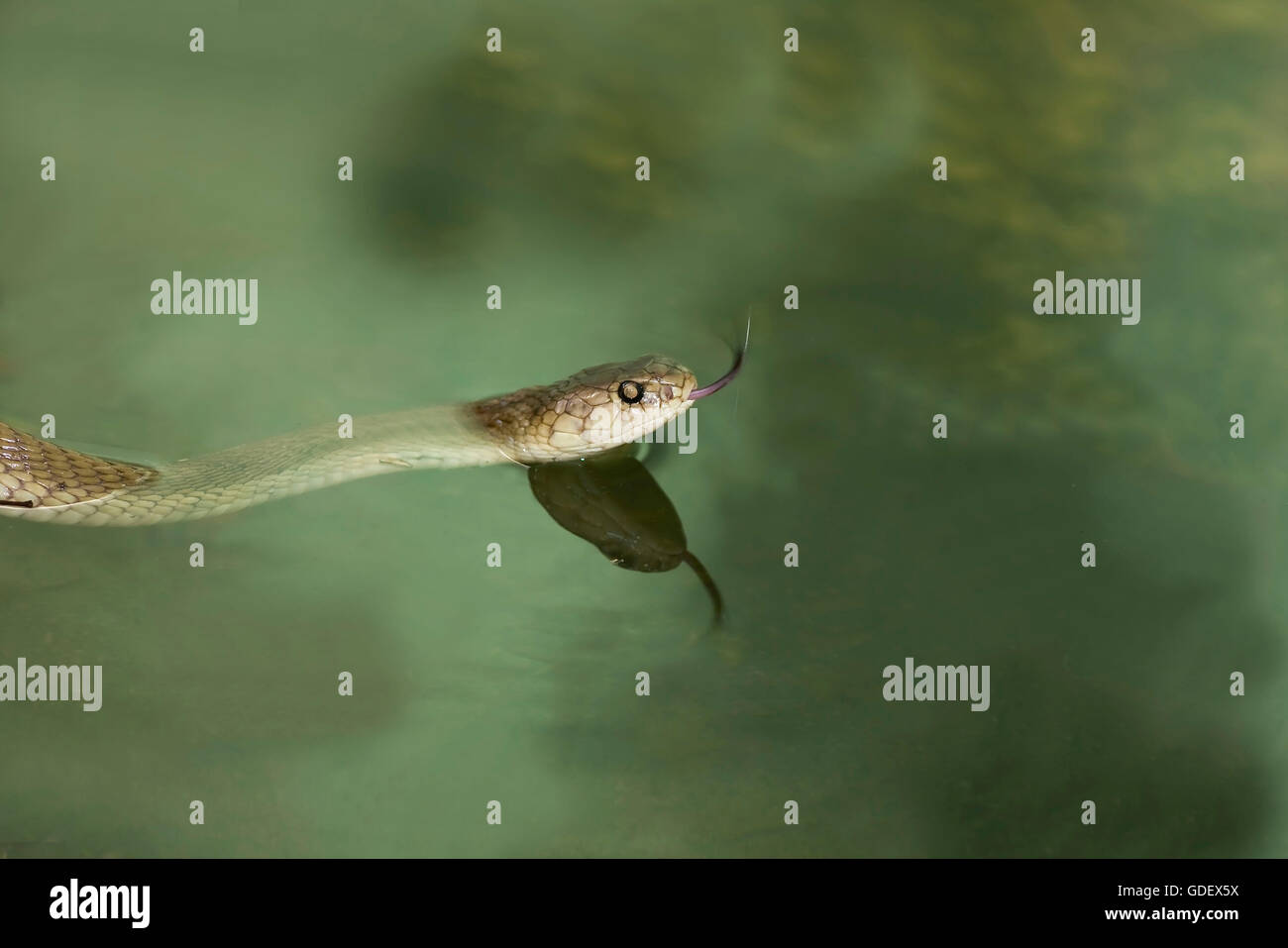 Chinese ratsnake, Phu Quoc, Vietnam / Indo-Chinese rat snake, flickering its tongue Stock Photo