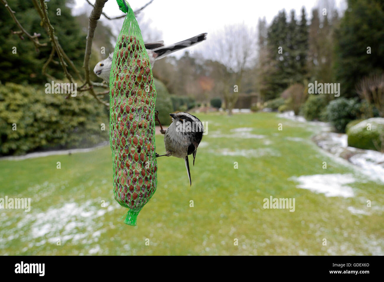 Long-tailed tits, at winter feeder, North Rhine-Westphalia, Germany / (Aegithalos caudatus) Stock Photo