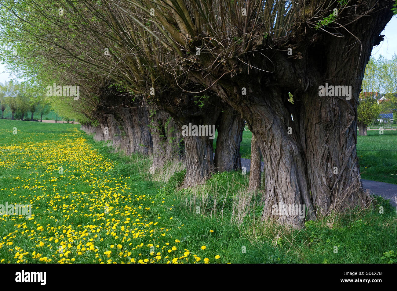 Pollard Willow Trees, near Paderborn, North Rhine-Westphalia, Germany Stock Photo