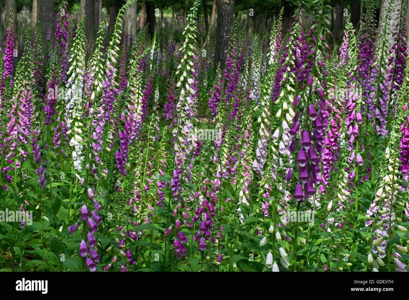 Common Foxglove, North Rhine-Westphalia, Germany / (Digitalis purpurea) Stock Photo