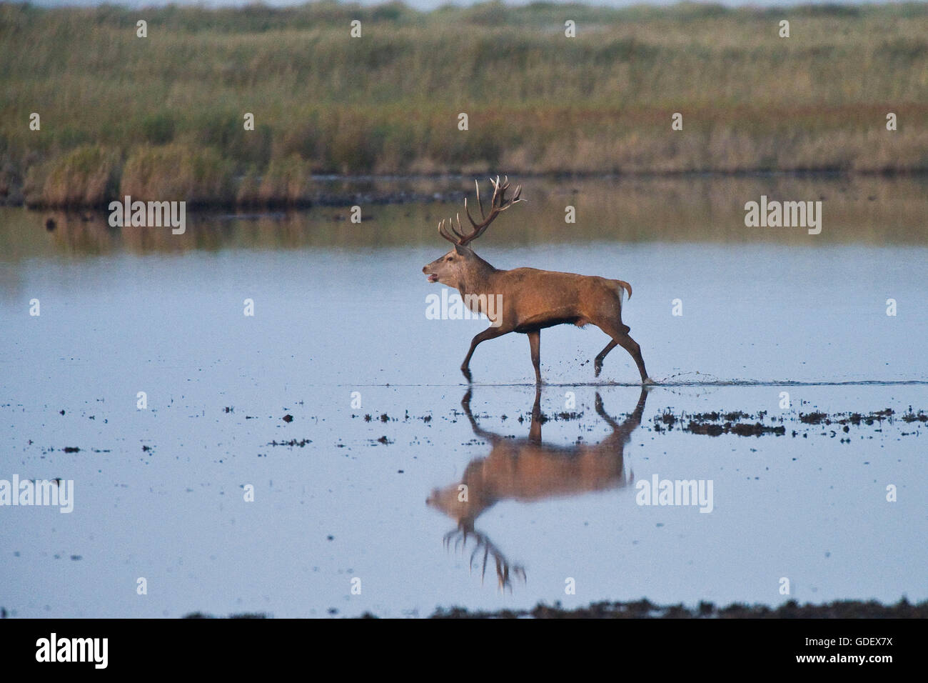 Red Deer, male, nature reserve Darsser Ort, Mecklenburg-Western Pommerania, Germany / 8Cervus elaphus) Stock Photo