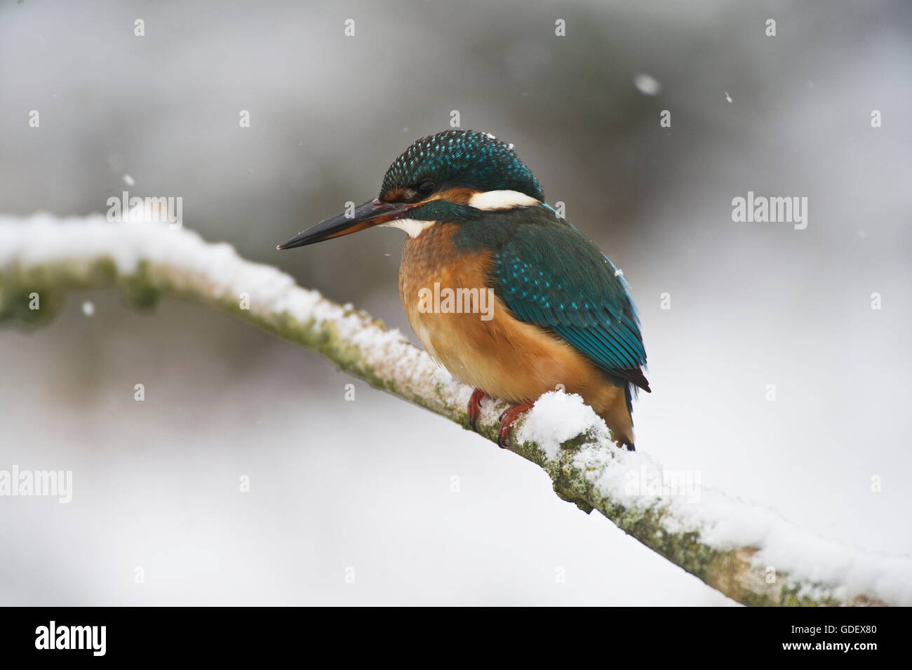 River Kingfisher, North Rhine-Westphalia, Germany / (Alcedo atthis) Stock Photo