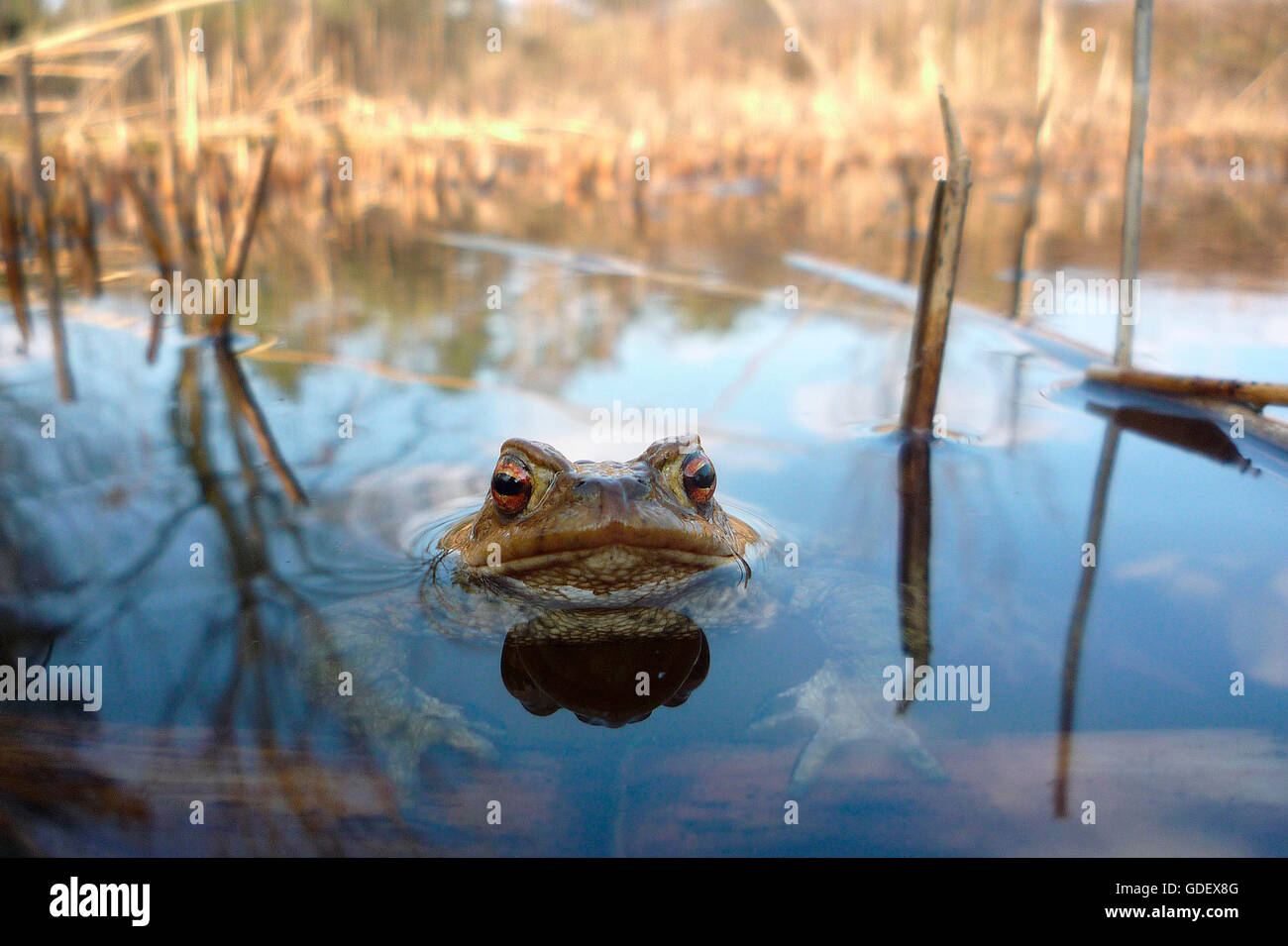 Common Toad, North Rhine-Westphalia, Germany / (Bufo bufo) Stock Photo