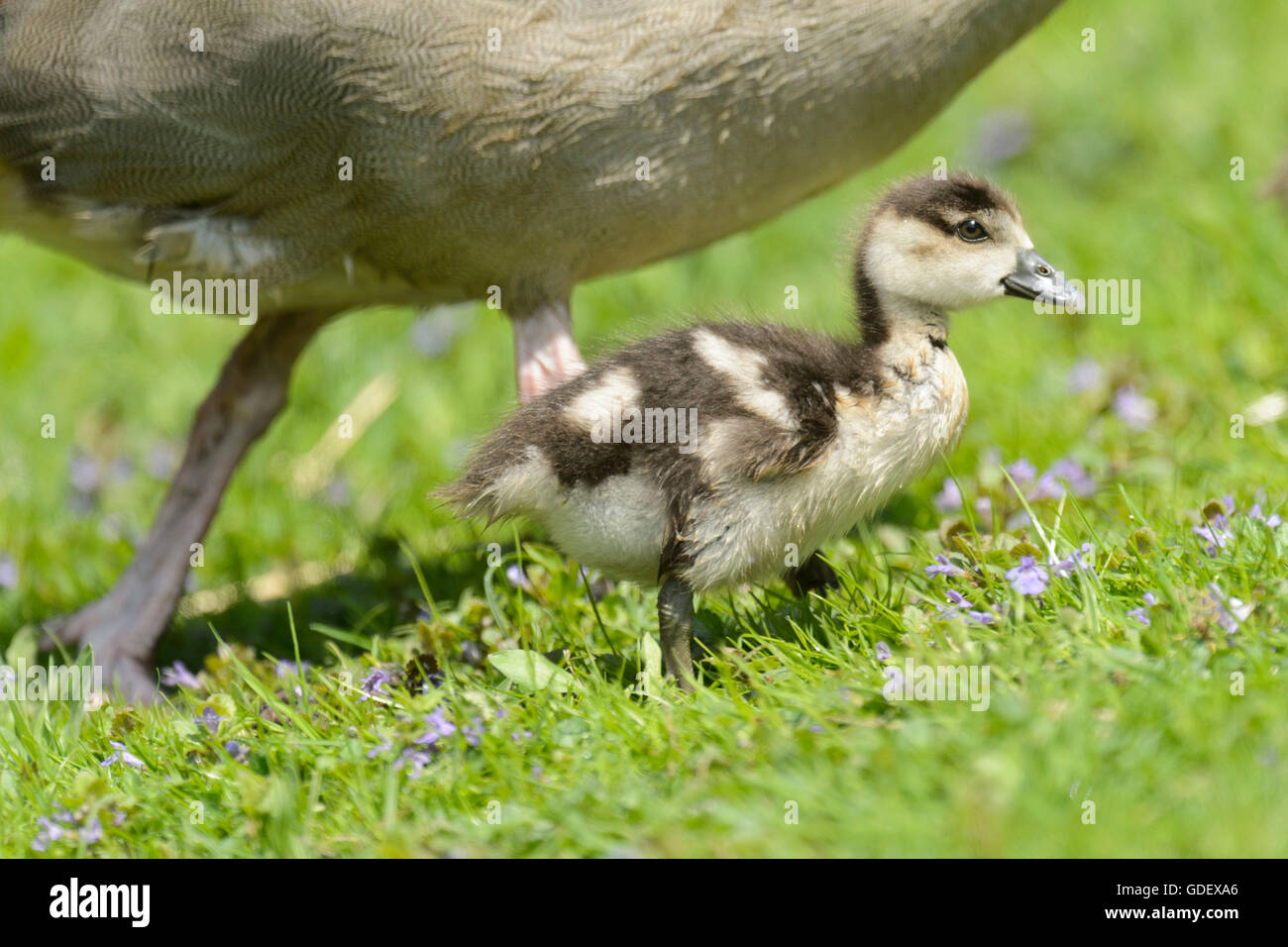 Egyptian Geese, gosling Stock Photo - Alamy