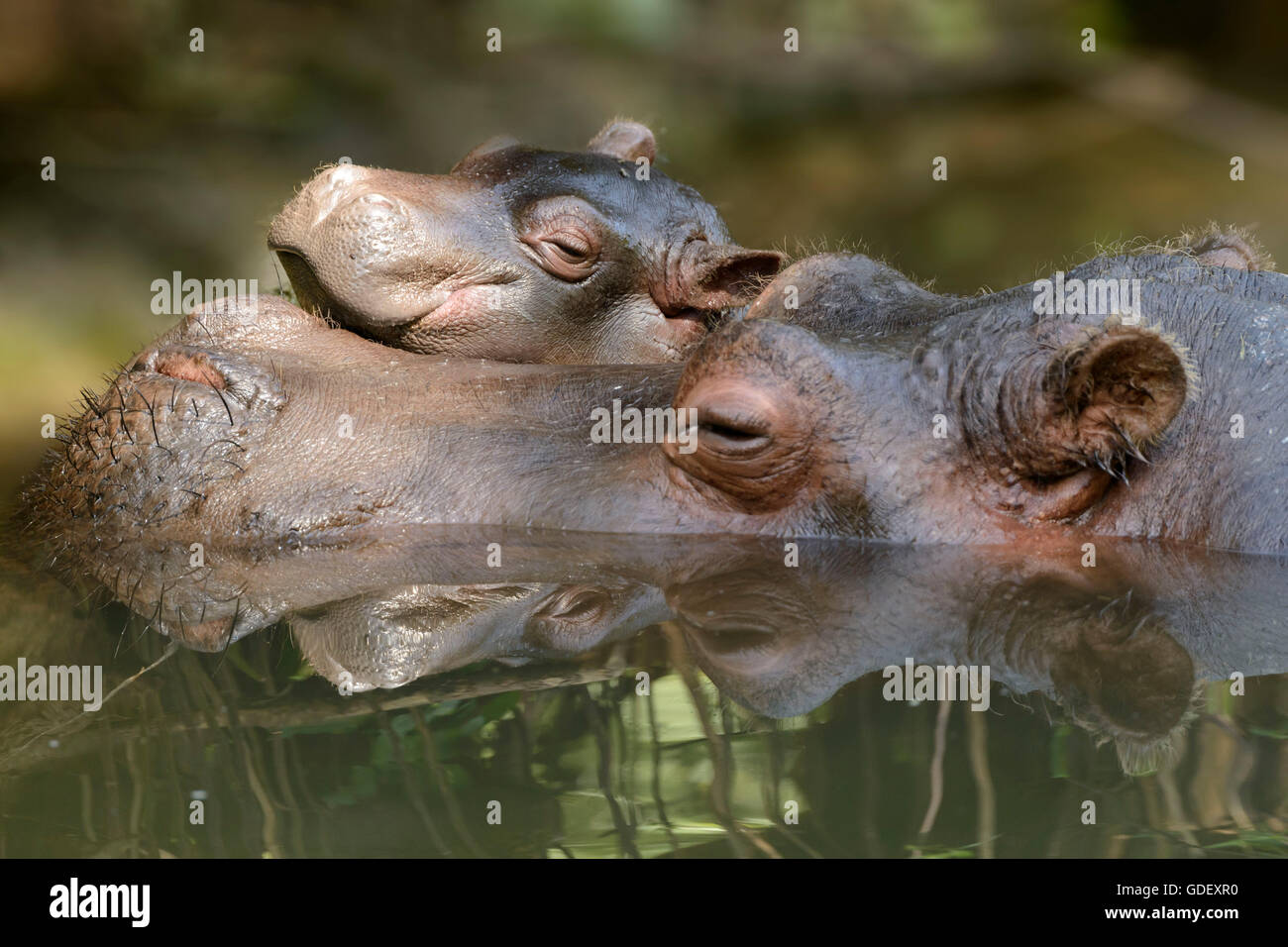 Hippo, Hippopotamus amphibius, captive, Schwiss Stock Photo