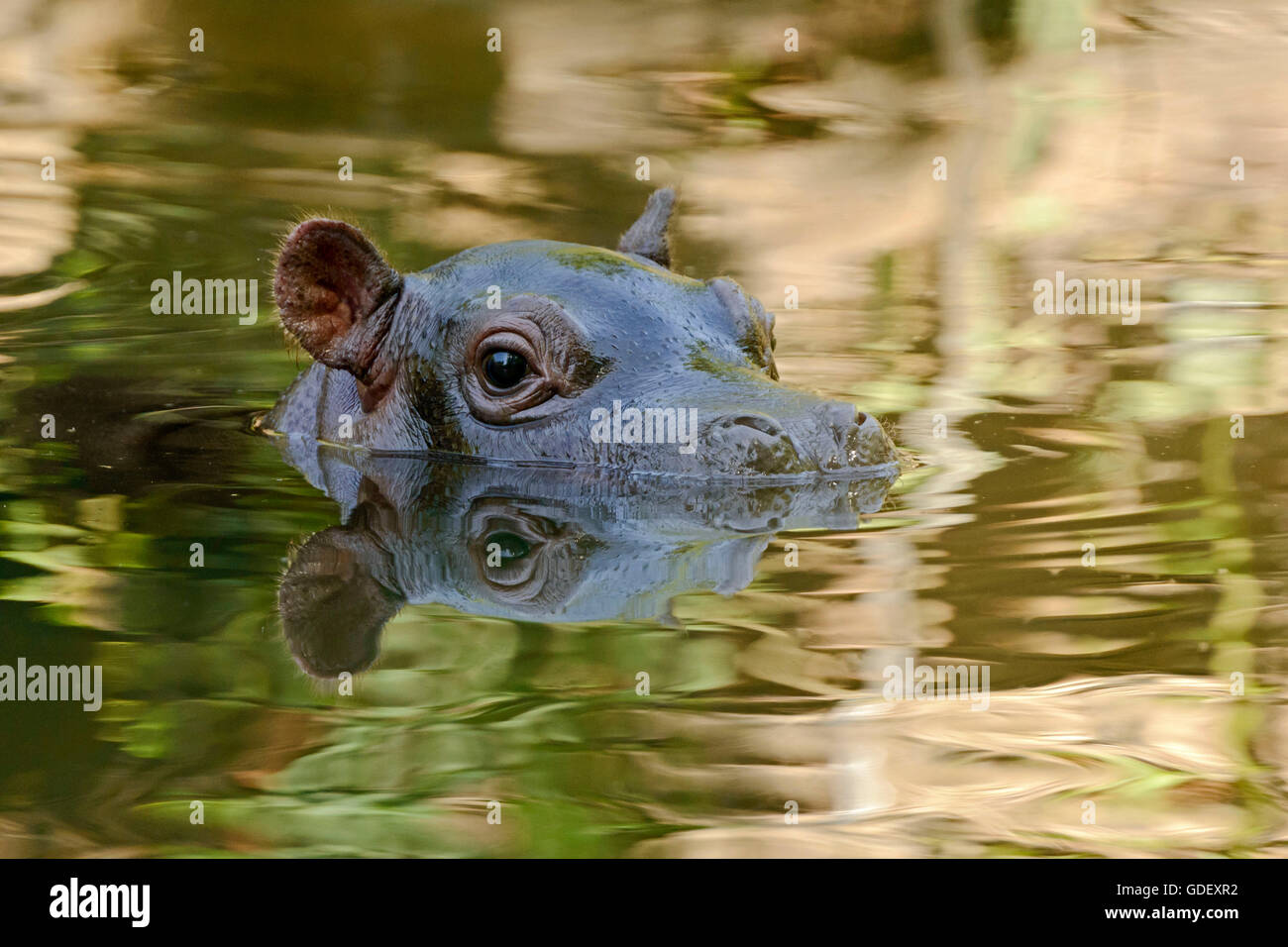 Hippo, Hippopotamus amphibius, captive, Schwiss Stock Photo