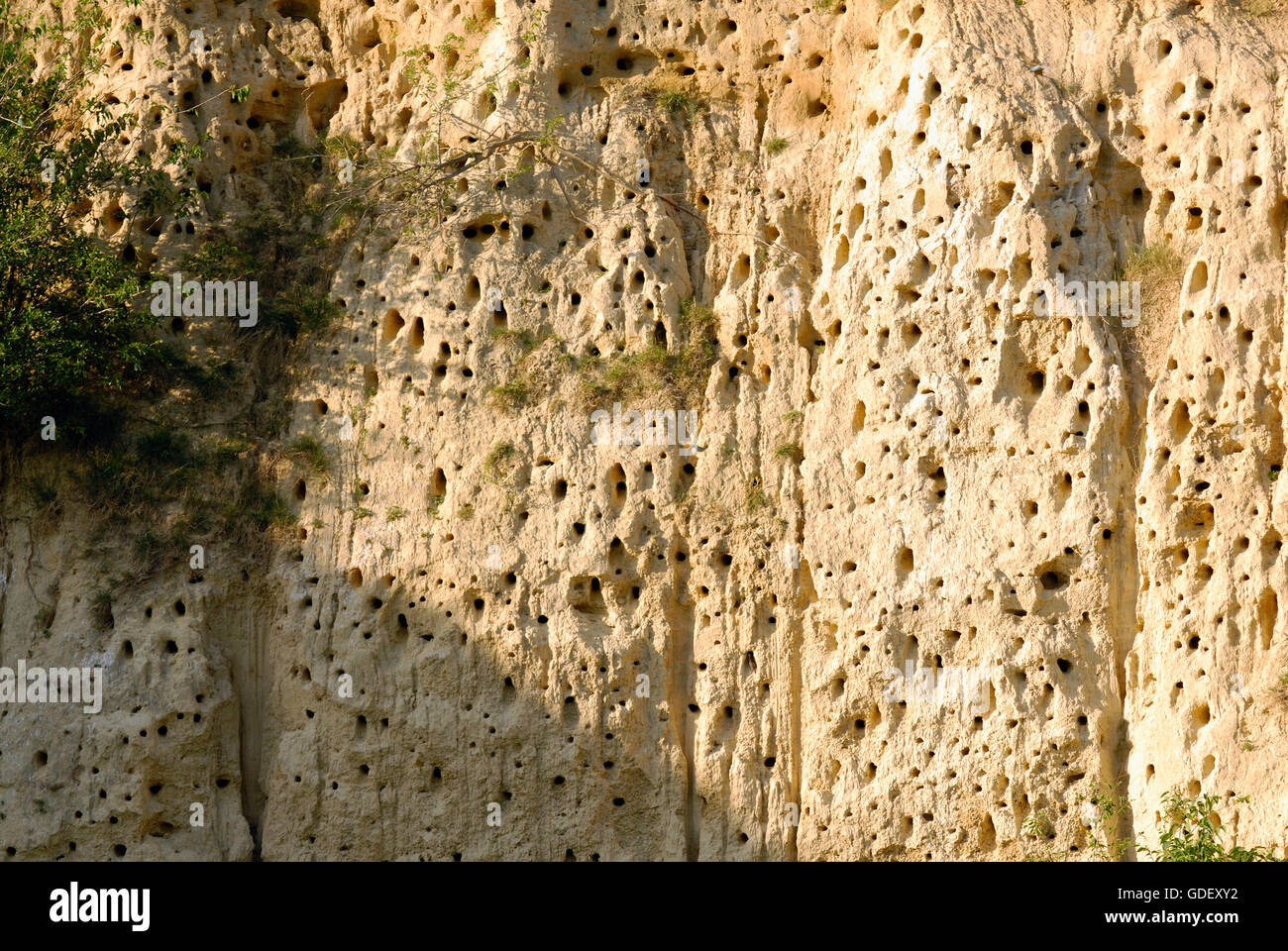 Steilwand in Sandgrube Brutplatz Bienenfresser und Blauracke, bei Plovdiv, Bulgarien / Brutkolonie Stock Photo