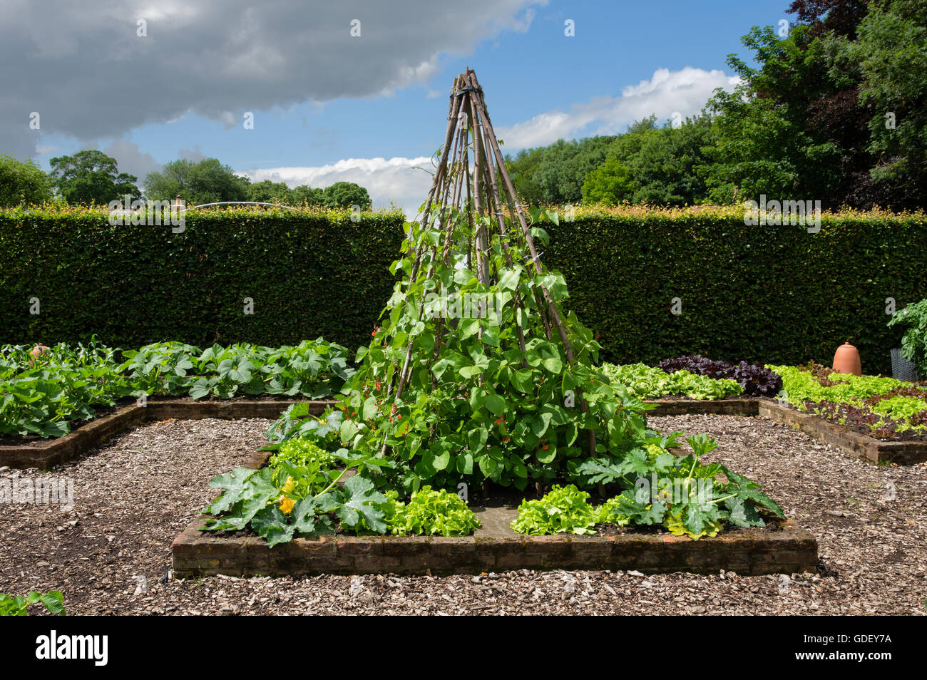Scarlet runner bean hi-res stock photography and images - Alamy