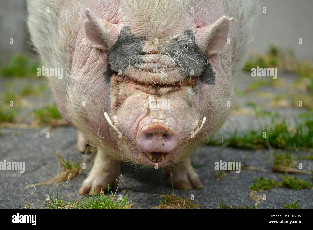 micro pig adult