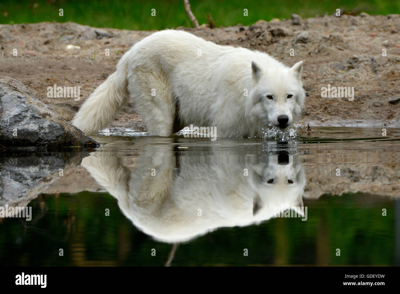 Artic wolf, (Canis lupus arctos), captive Stock Photo