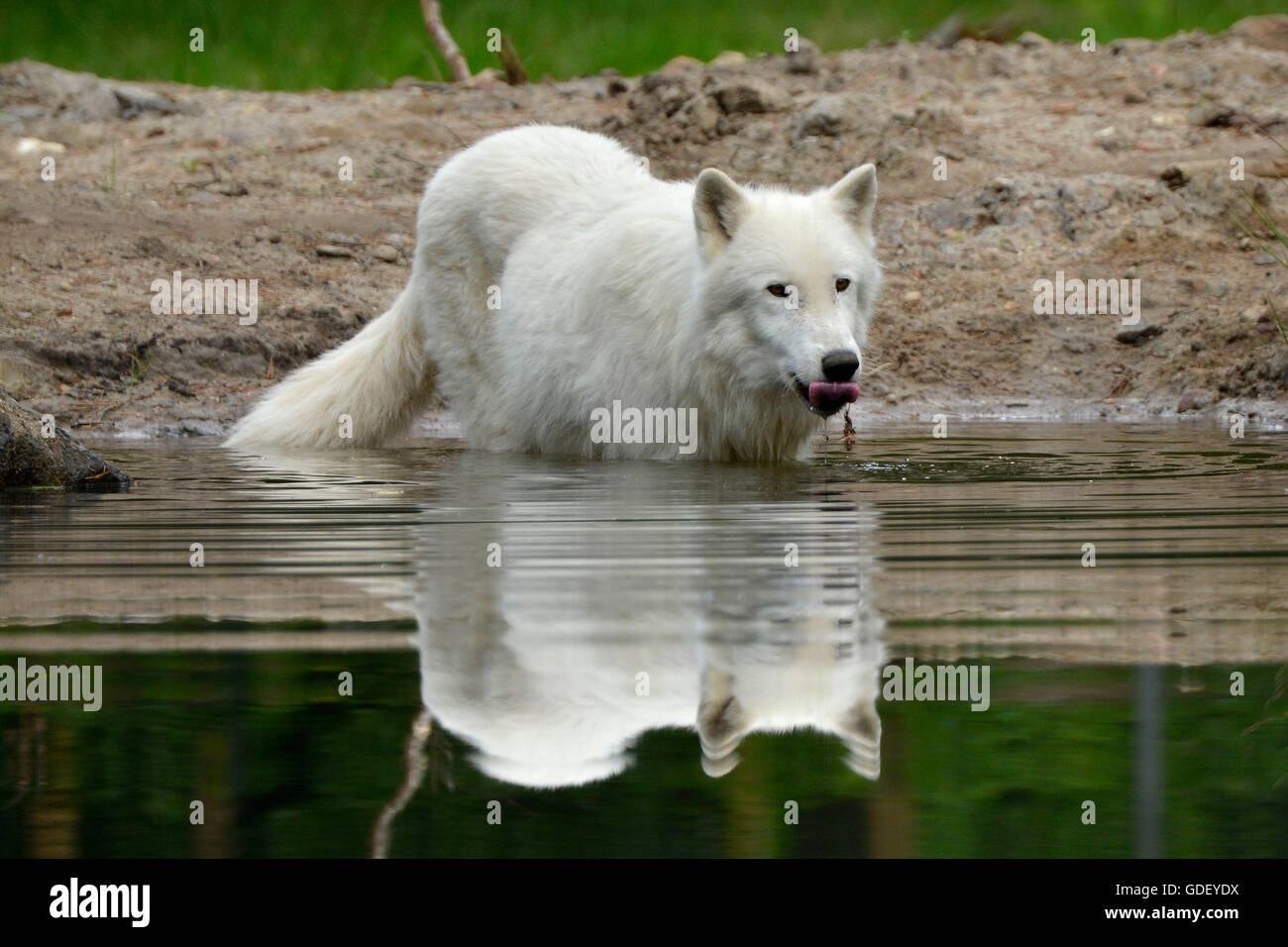 Artic wolf, (Canis lupus arctos), captive Stock Photo