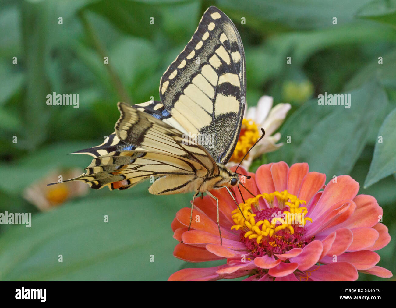 Papilio Machaon butterfly on red zinnia flower Stock Photo