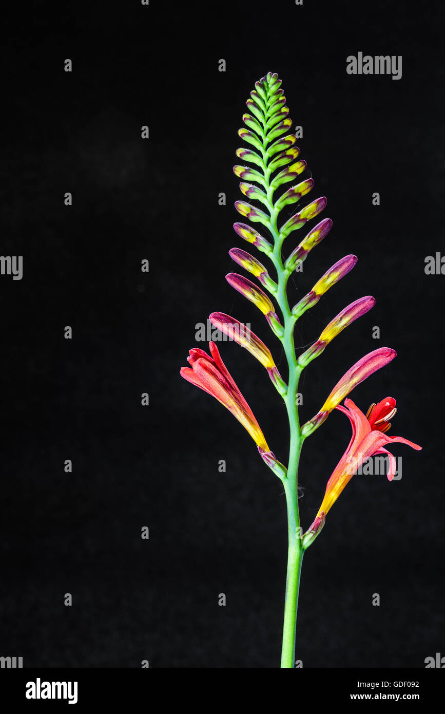 Expand growth hi-res stock photography and images - Alamy