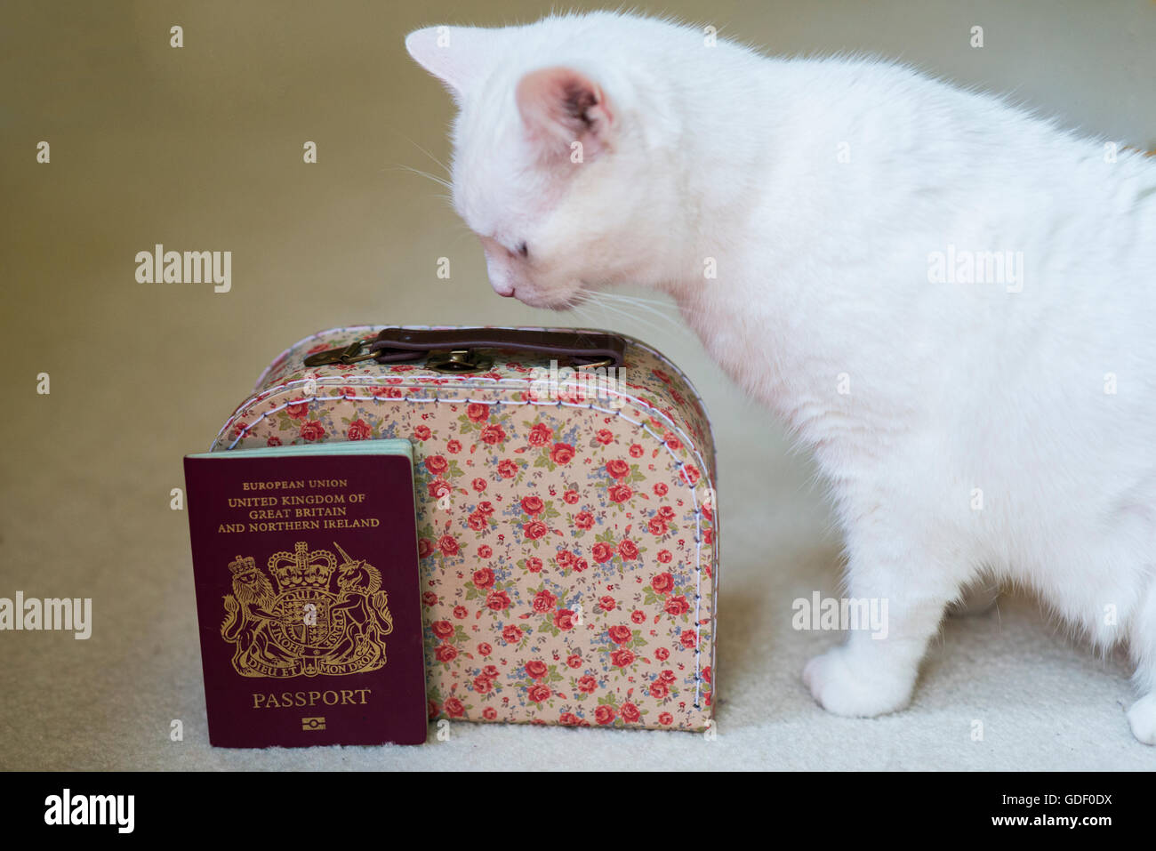 A white cat sitting next to a passport and suitcase Stock Photo