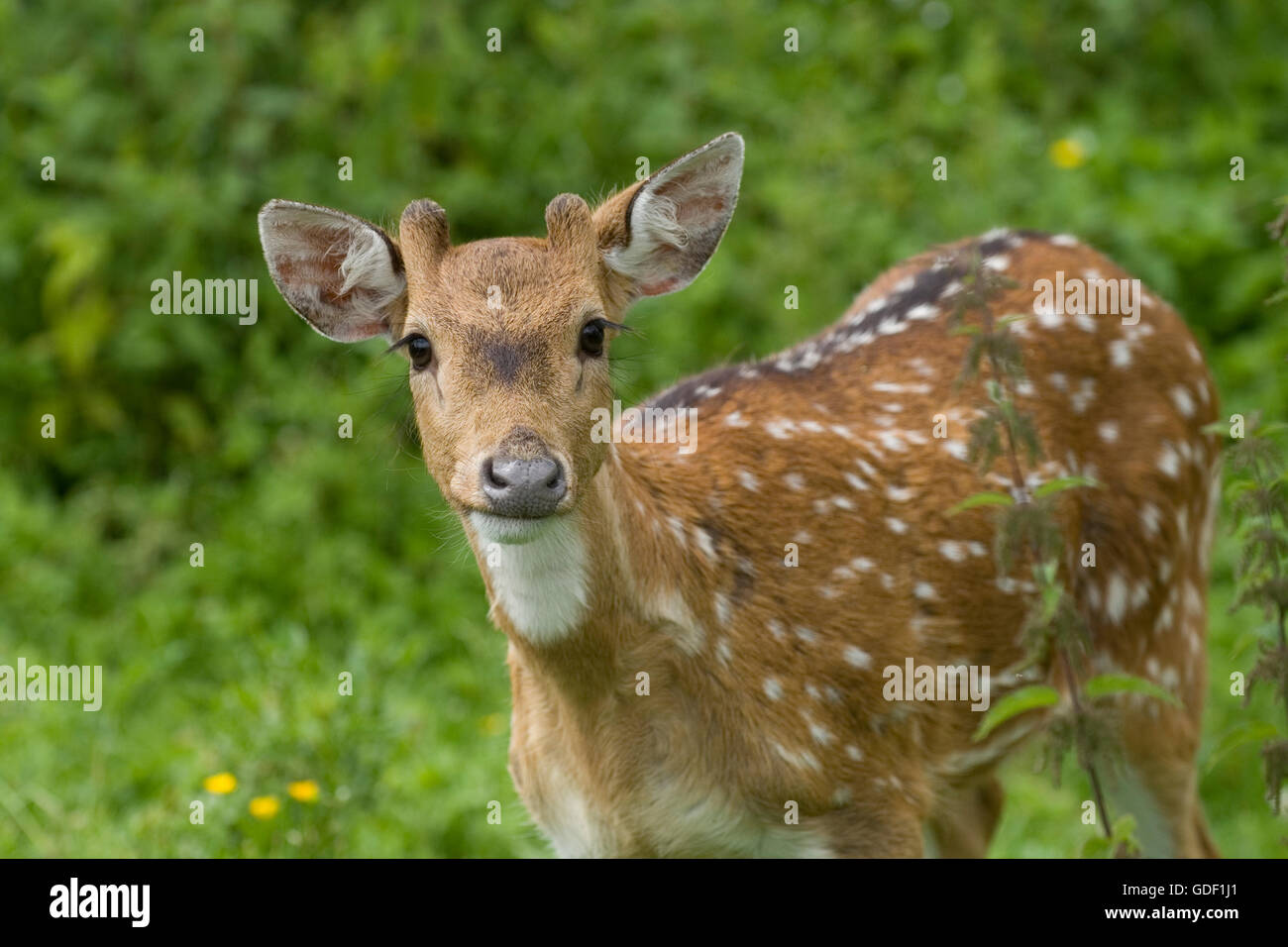 axis deer Stock Photo
