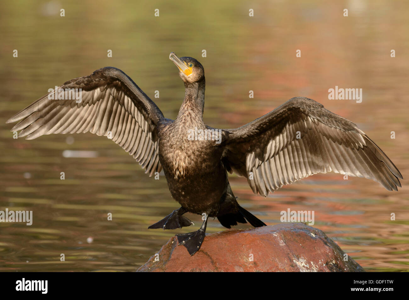 great black cormorant, (Phalacrocorax carbo), Germany Stock Photo