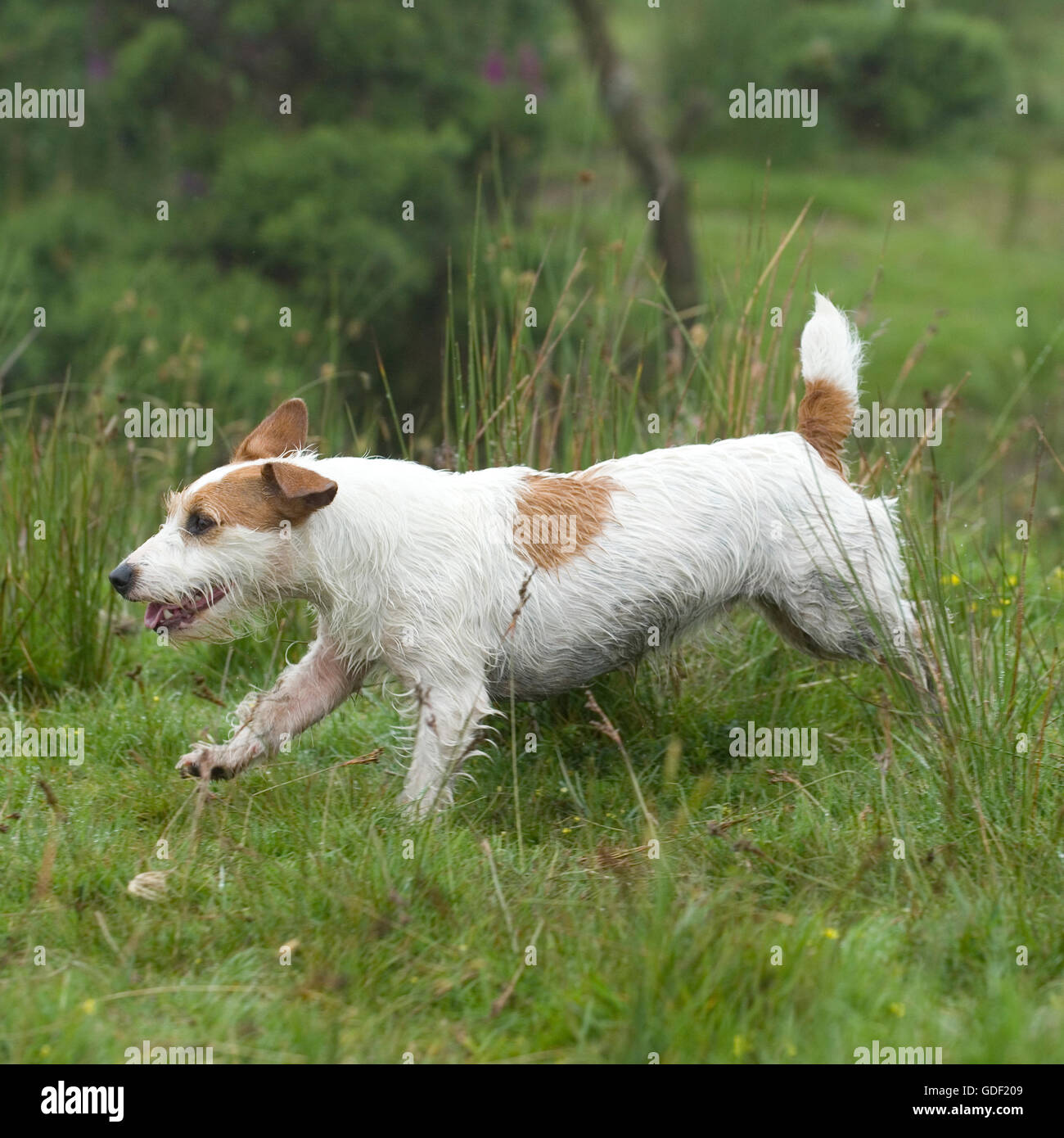 jack russell terrier running Stock Photo