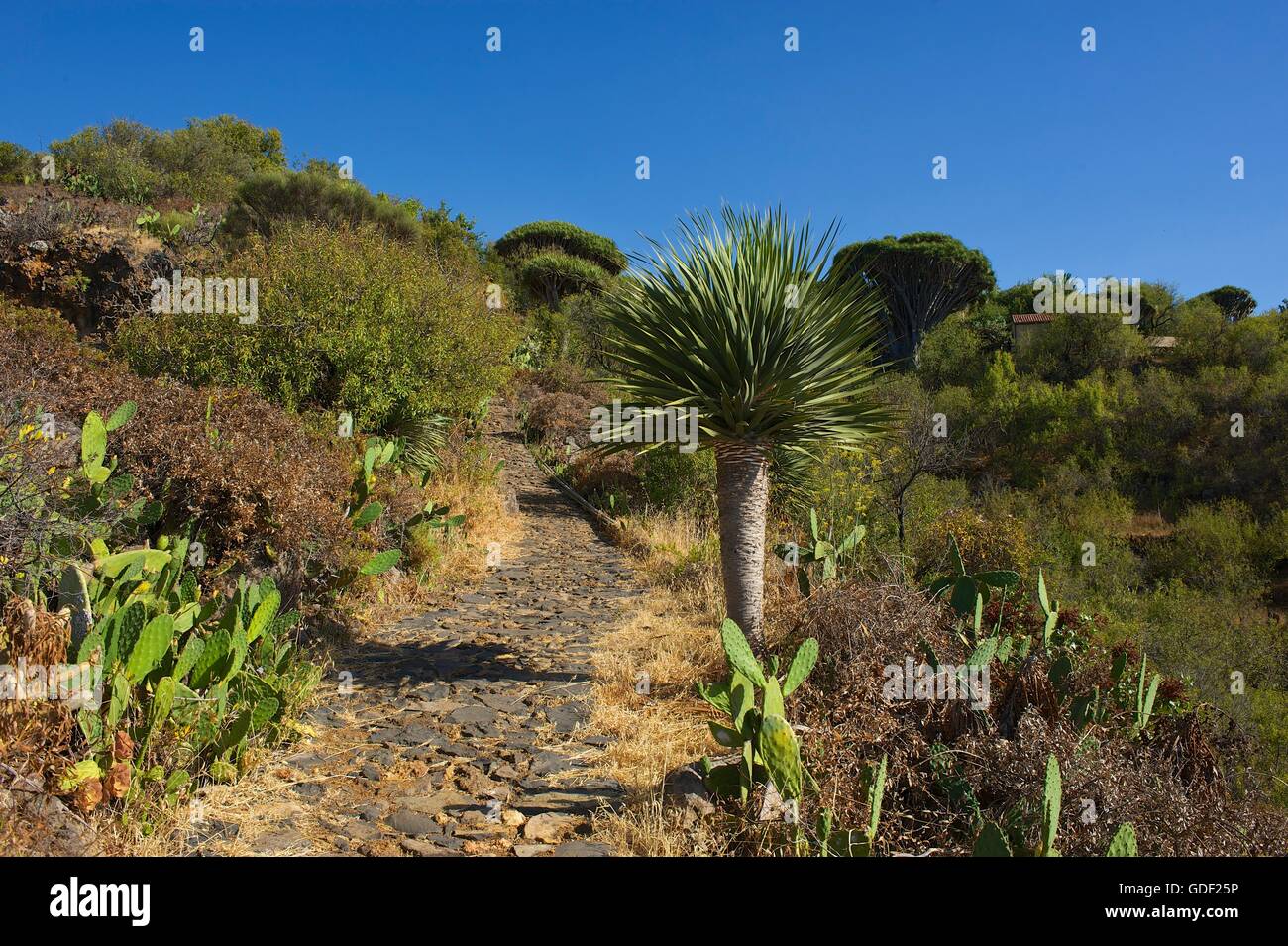 dragon tree, northern coast, La Palma, Canaries, Spain Stock Photo