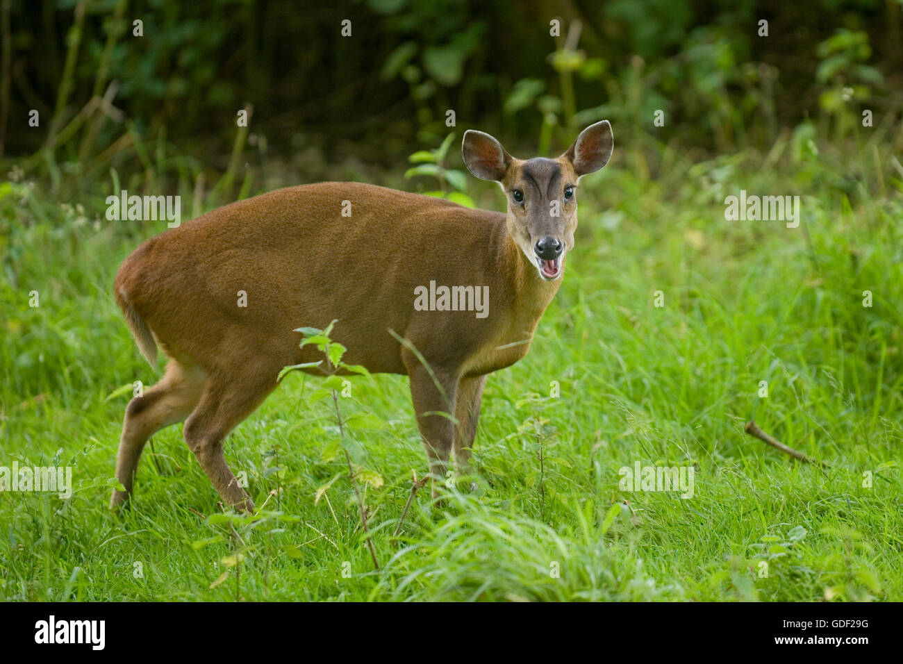 muntjac deer Stock Photo